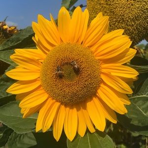 Meet your Posher, Thea